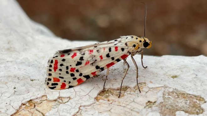 Utetheisia pulchella