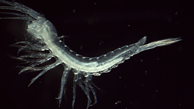Exemplar de tethysbaena scabra. Foto: Dami Jaume